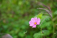 Flowers, plants, background