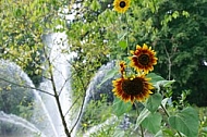 Flowers, plants, background