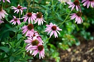 Flowers, plants, background