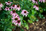 Flowers, plants, background