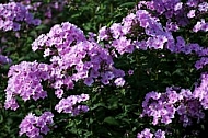 Flowers, plants, background