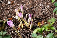 Flowers, plants, background