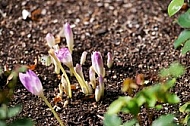 Flowers, plants, background