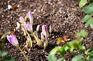 Flowers, plants, background