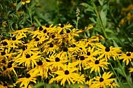 Flowers, plants, background