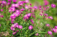 Flowers, plants, background