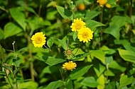 Flowers, plants, background