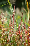 Flowers, plants, background