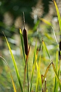 Flowers, plants, background