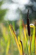 Flowers, plants, background