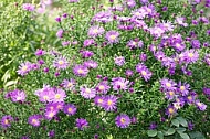 Flowers, plants, background