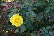 Flowers, plants, background