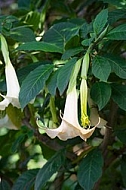 Flowers, plants, background