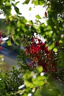 Flowers, plants, background