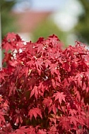 Flowers, plants, background