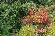 Flowers, plants, background