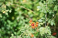 Flowers, plants, background