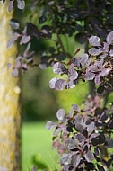 Flowers, plants, background