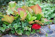 Flowers, plants, background