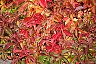 Flowers, plants, background