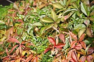 Flowers, plants, background