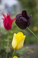 Flowers, plants, background