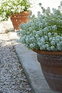 Flowers, plants, background