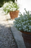 Flowers, plants, background