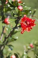 Flowers, plants, background