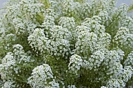 Flowers, plants, background