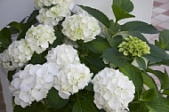 Flowers, plants, background