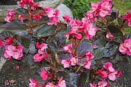 Flowers, plants, background