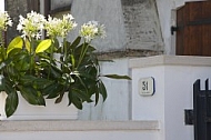 Flowers, plants, background