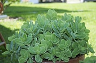 Flowers, plants, background