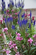 Flowers, plants, background