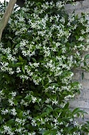 Flowers, plants, background