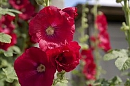 Flowers, plants, background