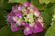 Flowers, plants, background