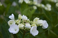 Flowers, plants, background