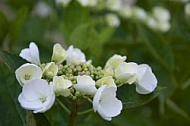 Flowers, plants, background