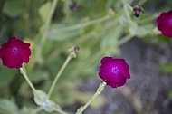 Flowers, plants, background