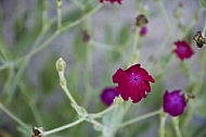 Flowers, plants, background