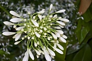 Flowers, plants, background