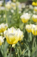 Flowers, plants, background