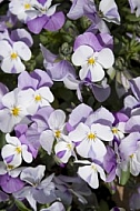 Flowers, plants, background