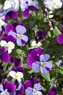 Flowers, plants, background