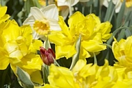 Flowers, plants, background