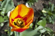 Flowers, plants, background