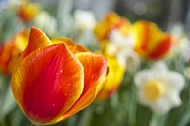 Flowers, plants, background