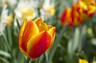 Flowers, plants, background